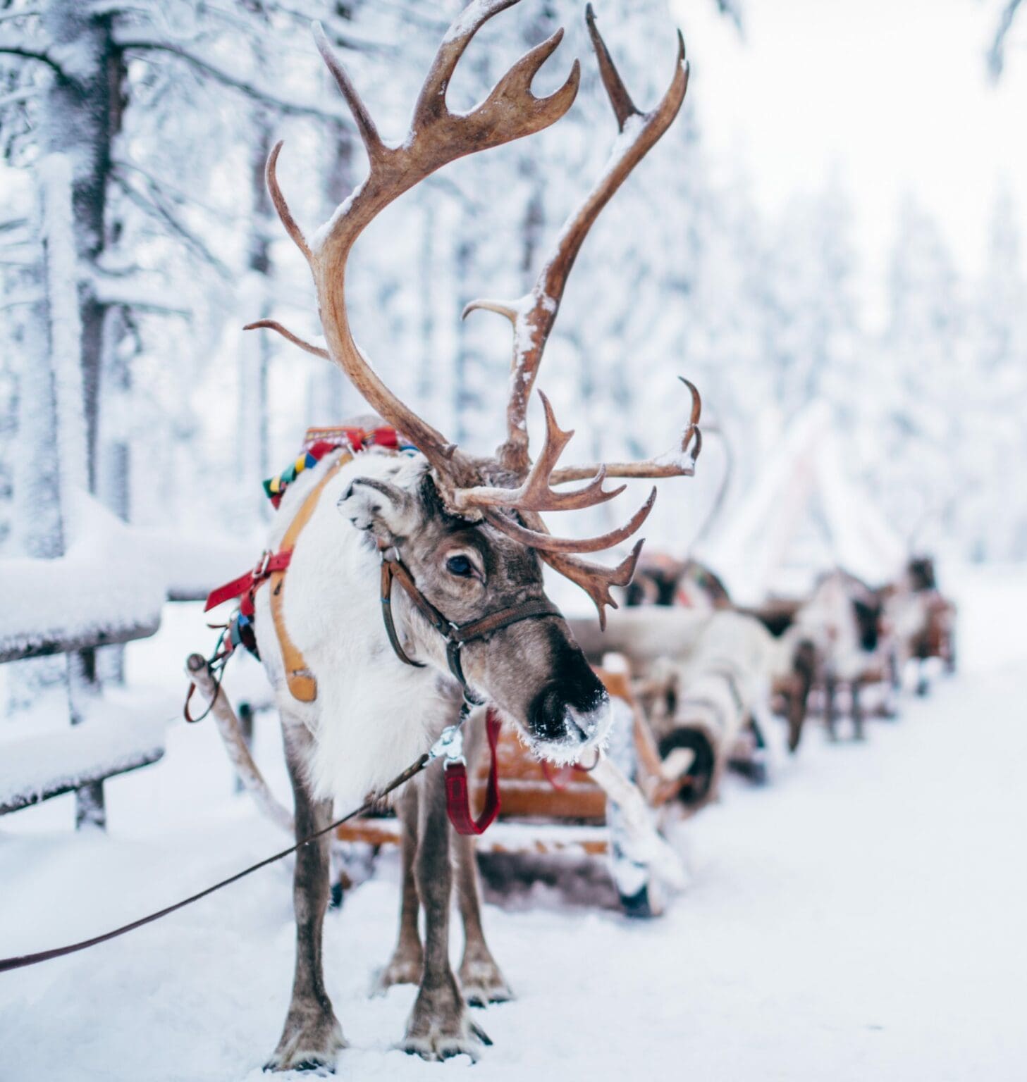 SANTA2-1457x1536-min